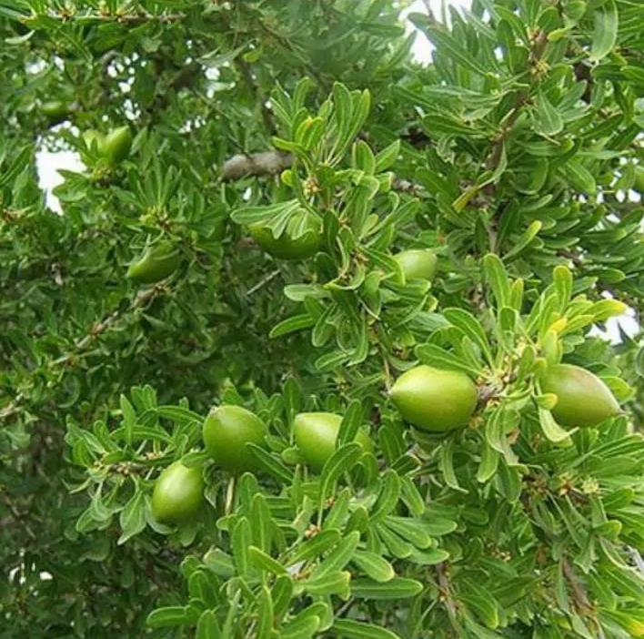 Argania spinosa - Árvore Argan, Ouro Marroquino, Árvore da Vida