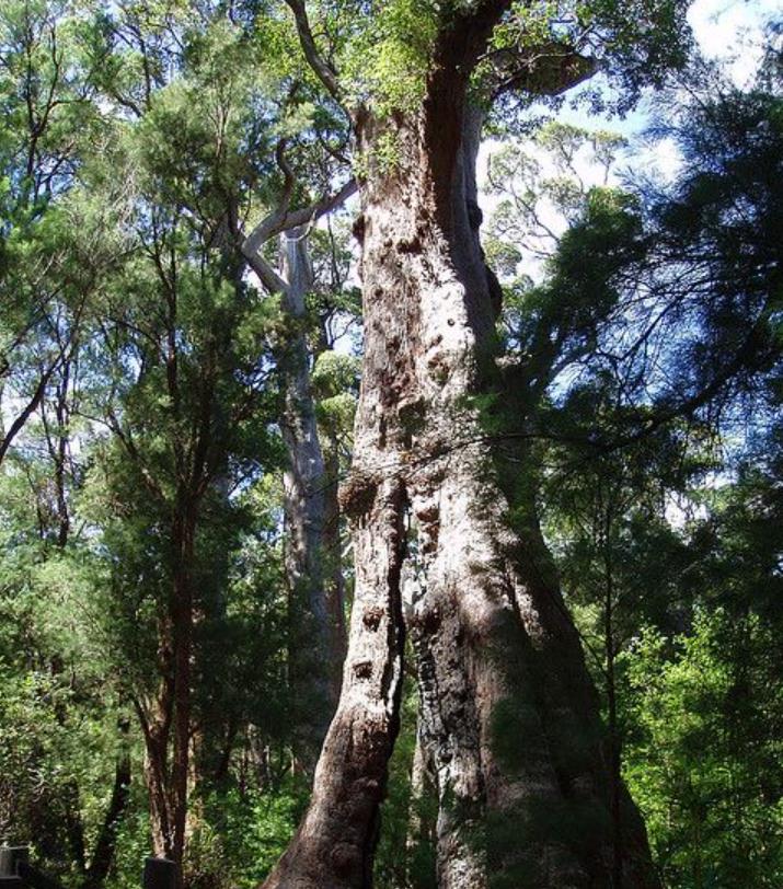 Eucalyptus jacksonii - Eucalipto Gigante da Floresta, Eucalipto Red Tingle, Eucalipto Gigante Jacksonii