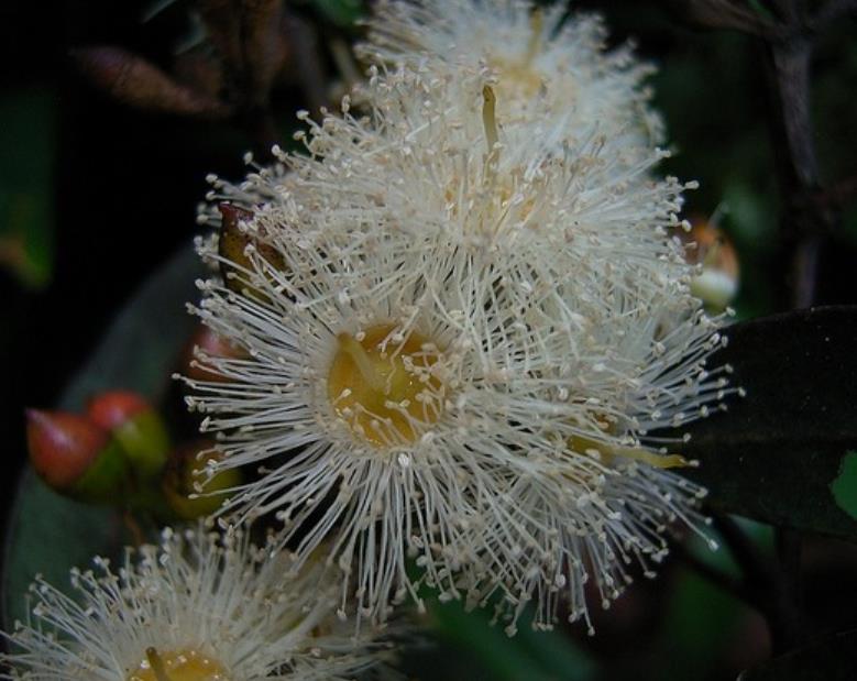 Eucalyptus punctata - Eucalipto Goma Cinza, Goma Cinza Madeira de Ferro, Grey Irongum