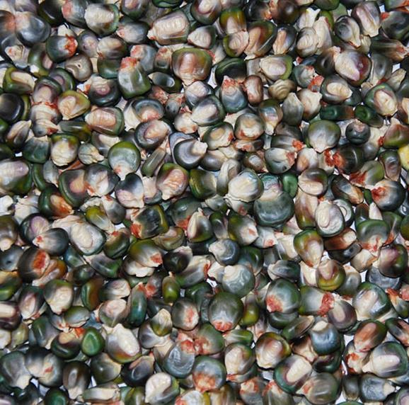 Zea mays Oaxacan Green (Certificação Orgânica) - Milho Esmeralda de Oaxaca, Milho Verde de Oaxaca