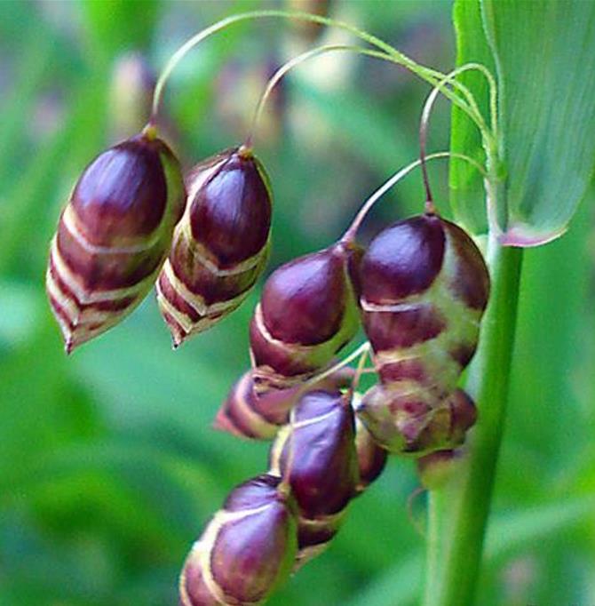 Briza maxima - Grama Chocalho, Grama Abelhinha, Grama Pérola, Quaker Grass