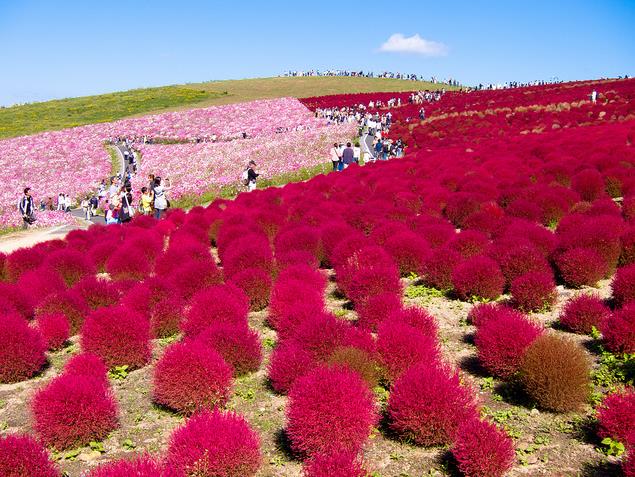 Bassia Scoparia Var.trichophylla - Kochia Vermelha, Cipreste De Verão, Arbusto Ardente