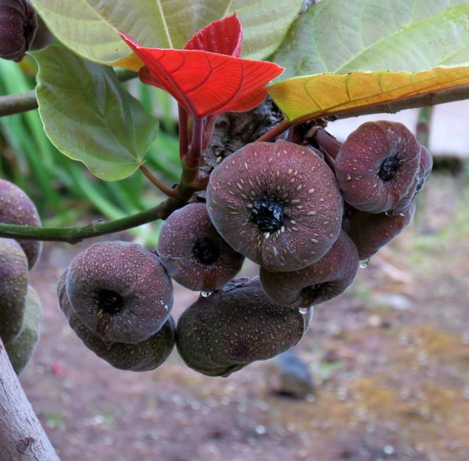 Ficus auriculata - Figueira de Jardim, Figueira vermelha
