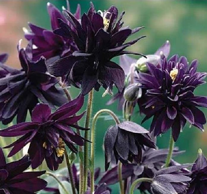 Aquilegia vulgaris Stellata Nora Barlow Black - Aquilegia Flor de Clematis Negra, Rosa Columbina Negra, Aquilegia Barlow