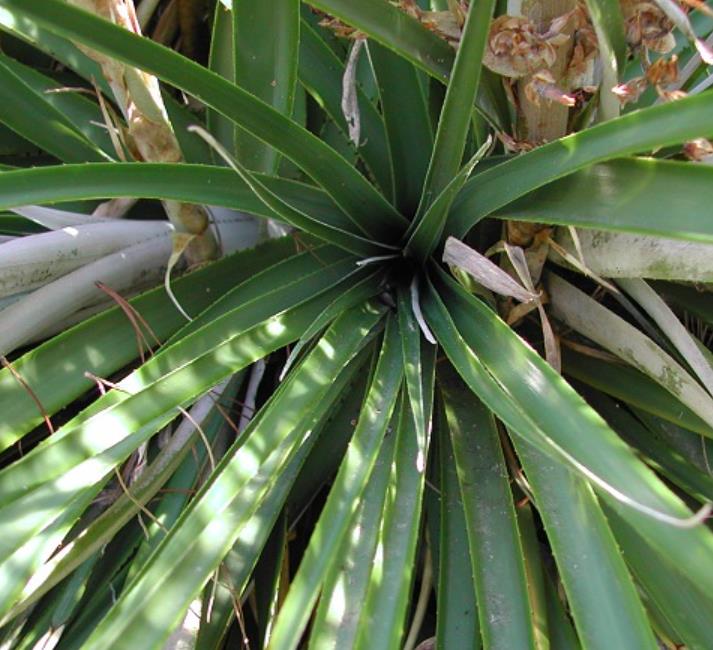 Puya dyckioides - Bromélia Rosa Coral, Bromélia Magnífica, Bromélia Dyckioides
