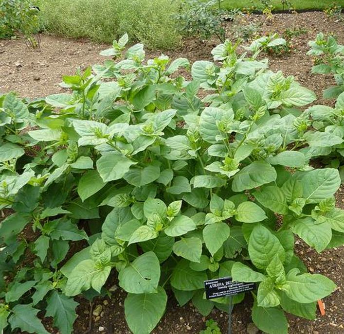 Atropa belladonna - Beladona, Atropa Bella-Donna, Erva do Diabo, Cereja da Morte, Deadly Nightshade