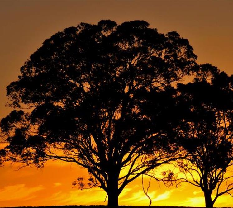 Eucalyptus melliodora - Eucalipto Melífero, Yellow Box