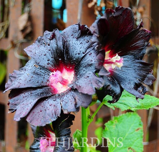 Alcea Rosea Jet Black - Malva Negra, Jet Black, Black Hollyhock