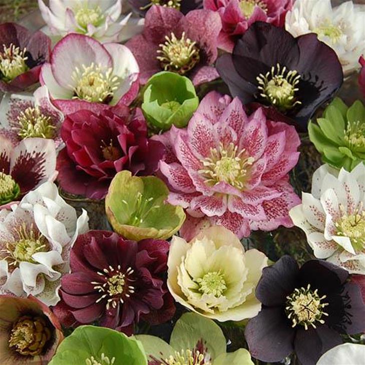 Helleborus x hybridus (Mix) - Rosa Quaresmal Mix, Flor de Cristo Mix, Rosa de Natal Mix, Heléboro Mix