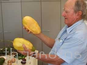 Passiflora Quadrangularis - Maracuja Gigante