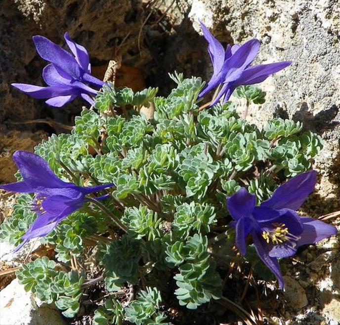 Aquilegia jonessi x Aquilegia saximontana - Aquilegia Diamante Azul, Rosa Columbina Diamante Azul