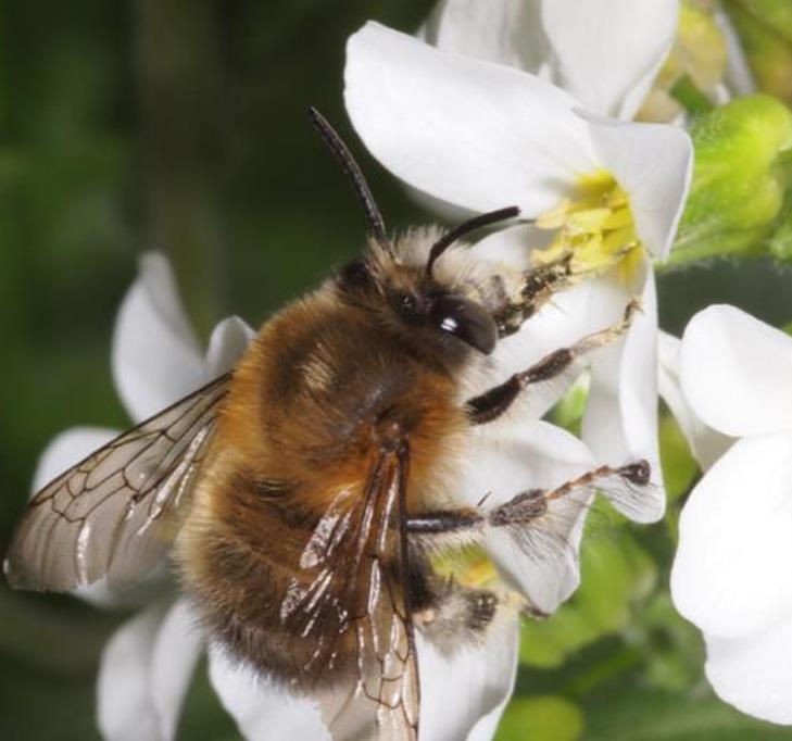 Arabis caucasica Snowfix - Agrião de Rocha do Cáucaso, Luz da Montanha, Wall Rockcress