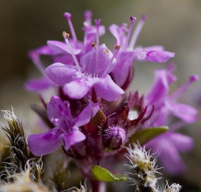 Thymus praecox - Tomilho Rastejante, Gramado Tomilho, Grama Aromática, Tomilho Mãe, Mother of Thy