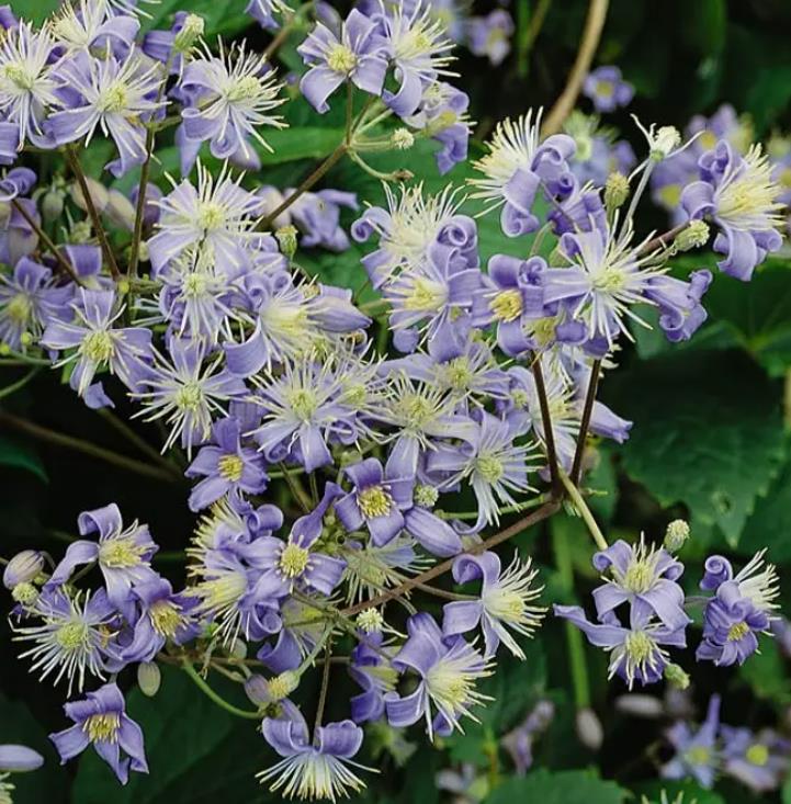 Clematis heracleifolia (Clematis davidiana) - Clematis Floração Jacinto, Clematis Flor de Jacinto, Clematis Arbustiva