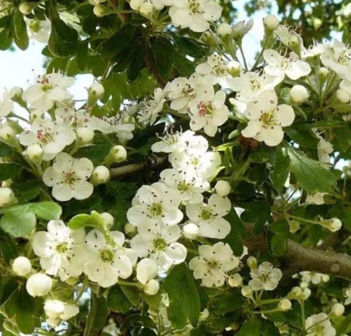 Crataegus laevigata (Crataegus oxycantha) - Planta do Coração, Hawthorn Berry - Espinheiro Alvar