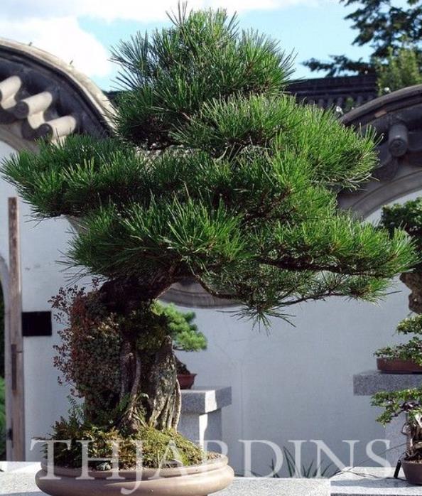 Pinus thunbergii - Pinheiro negro Japonês