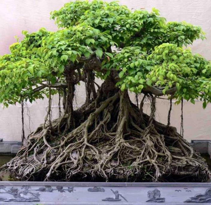 Ficus benghalensis - Figueira de Bengala, Árvore de Banyan