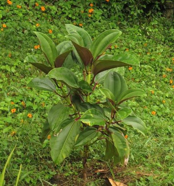 Meriania nobilis - Manacá Colombiano, Meriania, Amarrabollo, Amaraboyo