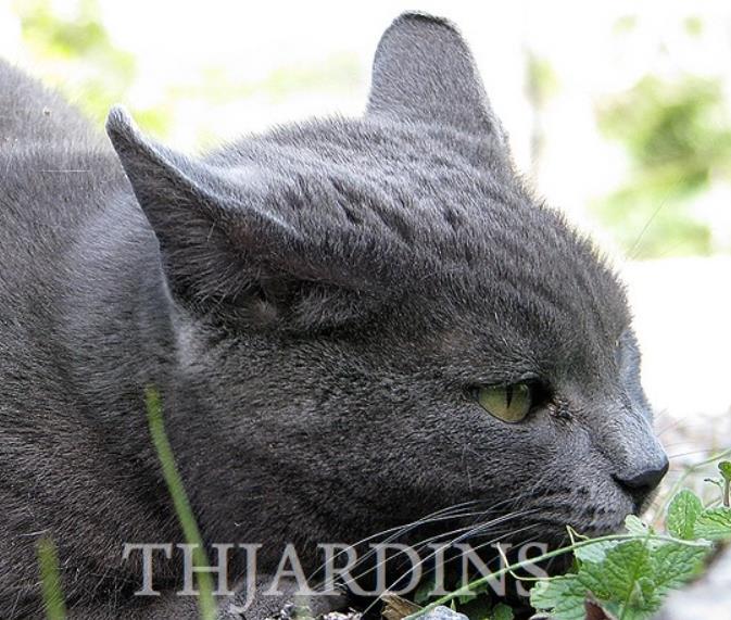 Nepeta cataria - Bálsamo do Campo, Erva dos Gatos, Catnip, Catmint
