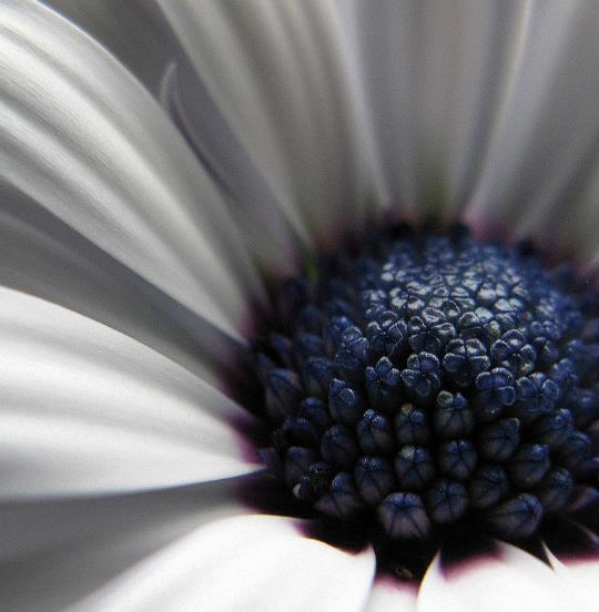 Dimorphotheca pluvialis Glistening white - Margarida do cabo, Margarida da chuva, Profeta do tempo, Margarida africana