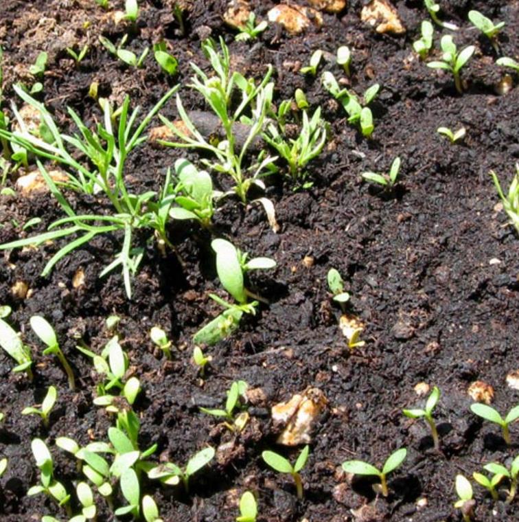 Peganum harmala - Arruda Síria, Arruda Selvagem, Harmal, Arruda Africana