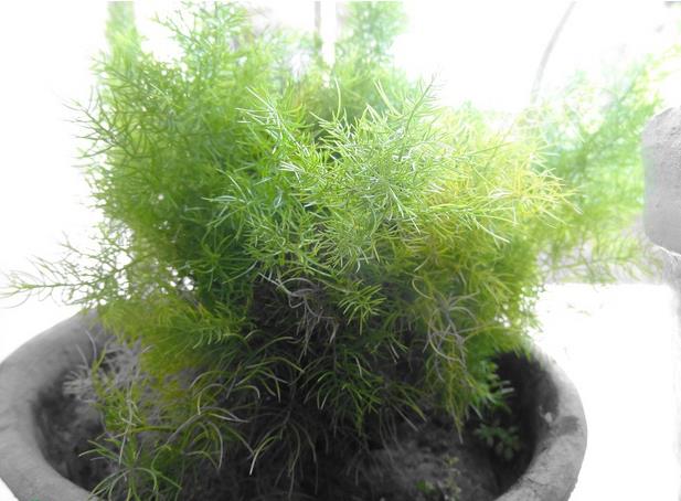 Bassia Scoparia Var.trichophylla - Kochia Vermelha, Cipreste De Verão, Arbusto Ardente