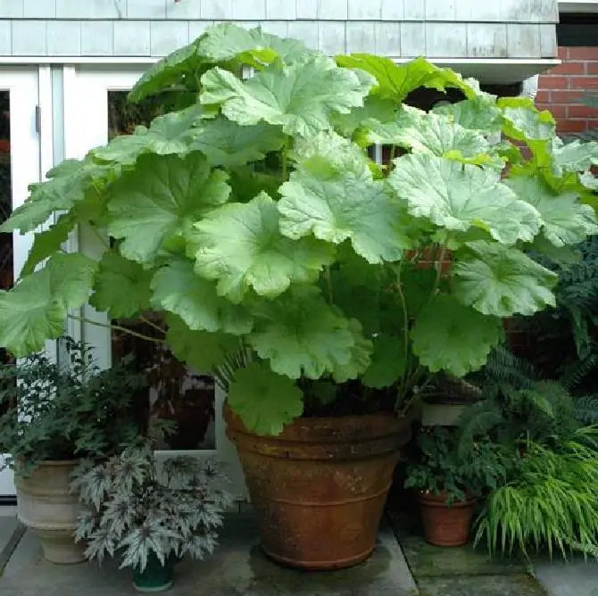 Darmera peltata (Peltiphyllum peltatum) - Planta Guarda-Chuva, Ruibarbo Indiano,Umbrella Plant, Indian Rhubarb