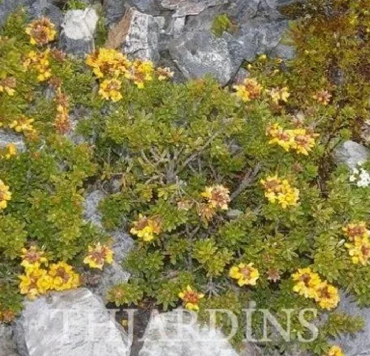 Oxylobium ellipticum - Alecrim Dourado, Golden Shaggy Pea