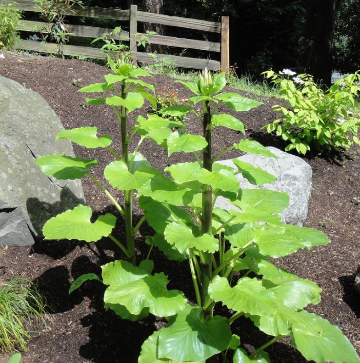 Cardiocrinum giganteum - Lírio Gigante do Himalaia, Lírio Gigante, Cardiocrino Gigante