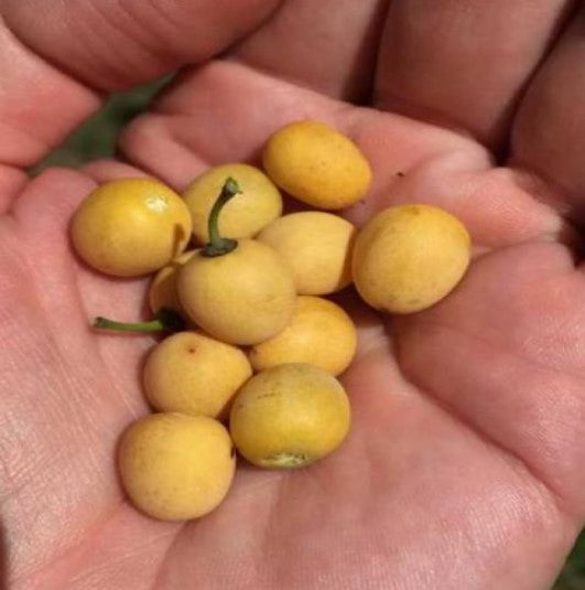 Berchemia discolor - Ameixeira africana, Árvore do Marfim castanho