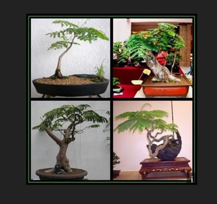 Delonix decaryi - Flamboyant Garrafa, Decary's Poinciana, Poinciana adansonioides Decaryi