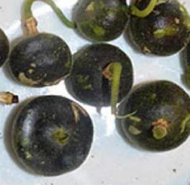 Passiflora Tiny star -  Maracujá Negro Doce, Maracujá Uva