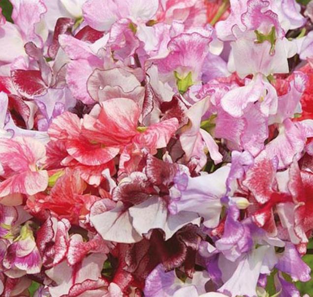 Lathyrus odoratus 'Ripple Mixed' - Ervilha Doce Ripple 'Seleção Premium', Ervilha Doce 'Super Perfumada' Mix
