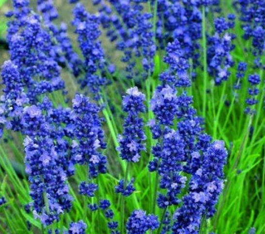 Lavandula Angustifolia Blue River - Lavanda Inglesa Rio Azul, Lavanda Inglesa Blue River, Alfazema