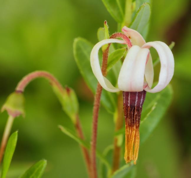 Vaccinium macrocarpon - Cereja Oxicoco, Oxycocus, American Cranberry Oxycoccus