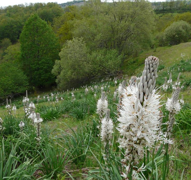 Asphodelus albus - Asfódelo Branco, Asfódelo de Líquen de Bordas Brancas