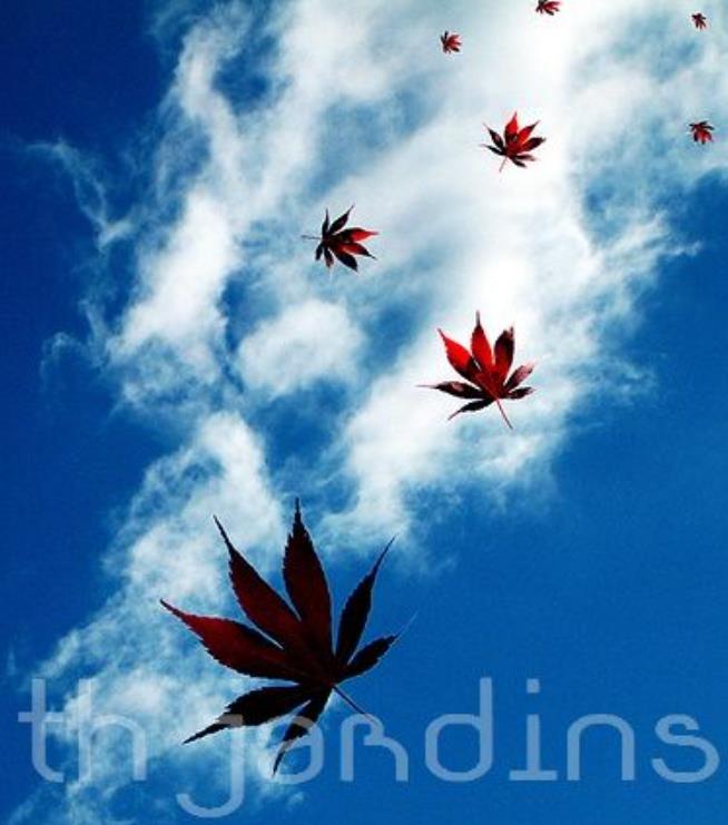 Acer pseudosieboldianum - Maple Purplebloom, Bordo Coreano