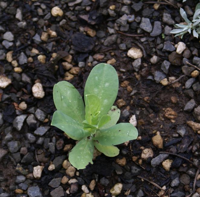Cerinthe major 'Purpurascens' - Orgulho de Gibraltar, Blue Honeywort, Pride of Gibraltar, Flor de Cera Púrpura