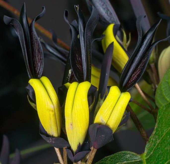 Kennedia nigricans - Trepadeira Pássaro Negro - Black Coral Pea