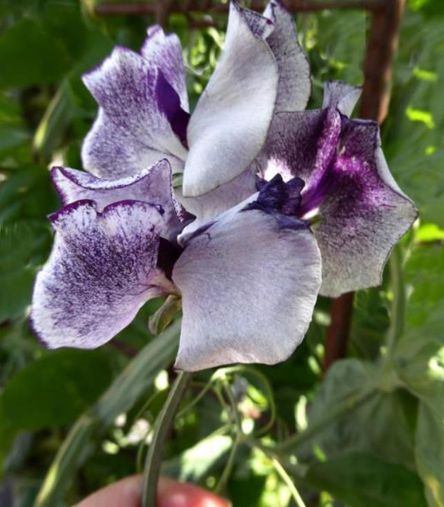 Lathyrus odoratus 'Nimbus Spencer' - Ervilha Doce Nimbus Spencer, Ervilha Doce Perfumada Nimbus