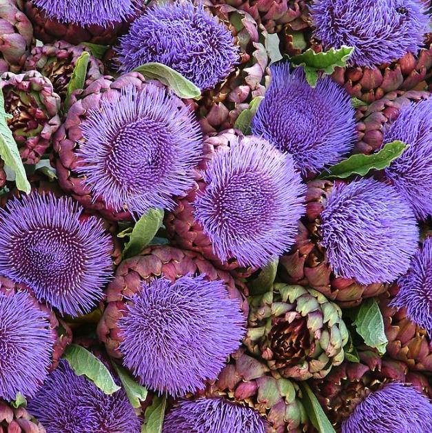 Cynara cardunculus ssp. Scolymus 'Violetta di Chioggia' (Heirloom) - Alcachofra Violeta Italiana, Alcachofra Sem Espinho