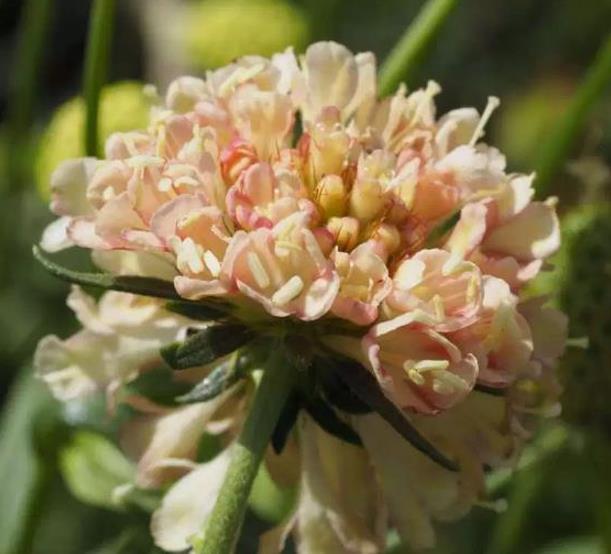 Scabiosa atropurpurea fata Morgana - Doce Escabiosa Creme de Damasco, Escabiosa dos Jardins, Flor da Saudade