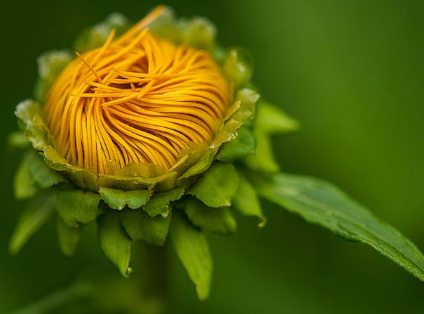 Inula magnifica 'Sonnenstrahl' - Inula gigante, Inula sonnenstrahl, Inula magnifica "Raio de Sol", Margarida giga