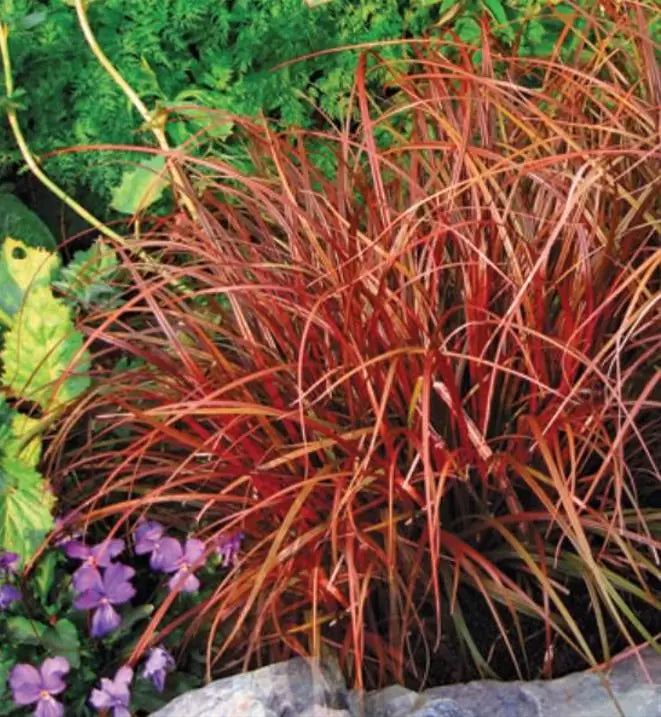 Uncinia rubra - Grama Vermelha