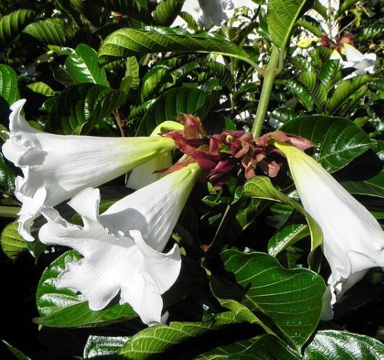 Beaumontia Grandiflora - Trepadeira Trombeta De Arauto,trepadeira Trombetas Do Nepal, Trombeta Branca