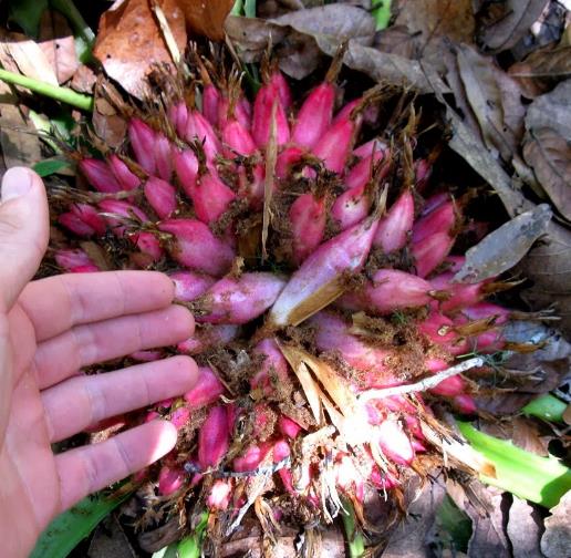 Bromelia karatas - Bromélia saborosa Pinuela, Piñuelas, Bromélia de Plumier