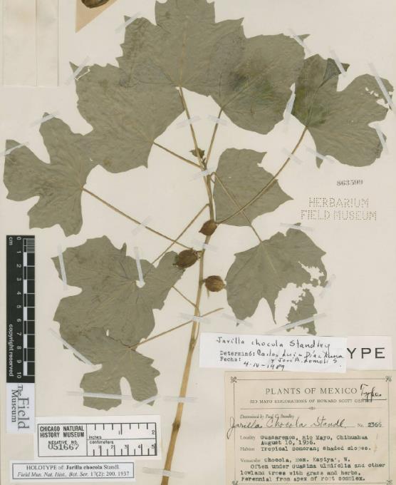 Jarilla chocola - Jarilla Chocolate, Mamão Chocolate, Jarilla