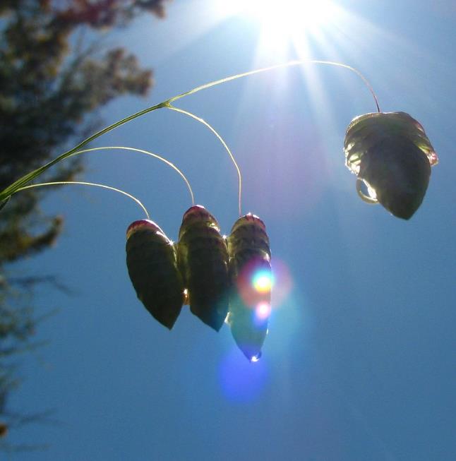 Briza maxima - Grama Chocalho, Grama Abelhinha, Grama Pérola, Quaker Grass