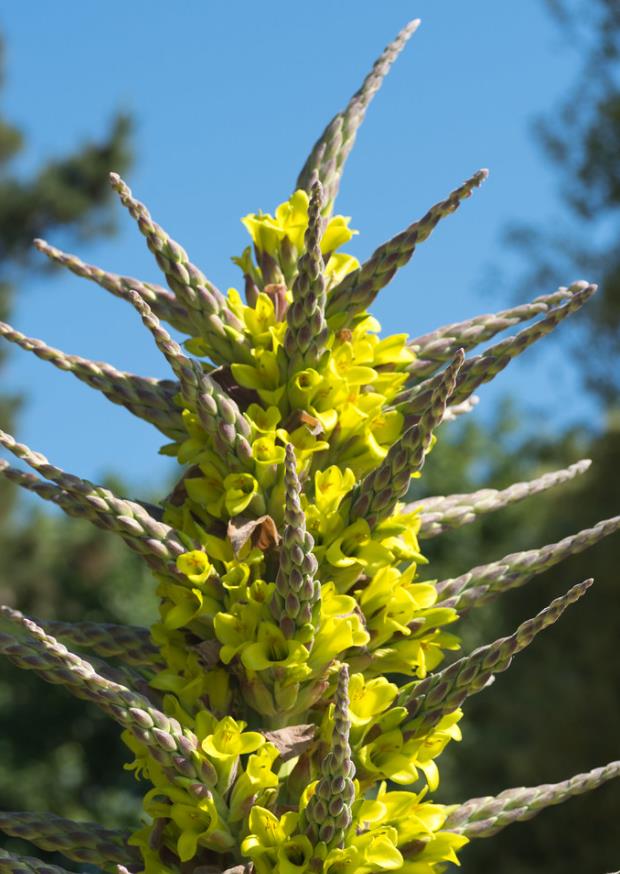 Puya chilensis - Bromélia do Chile, Chagual