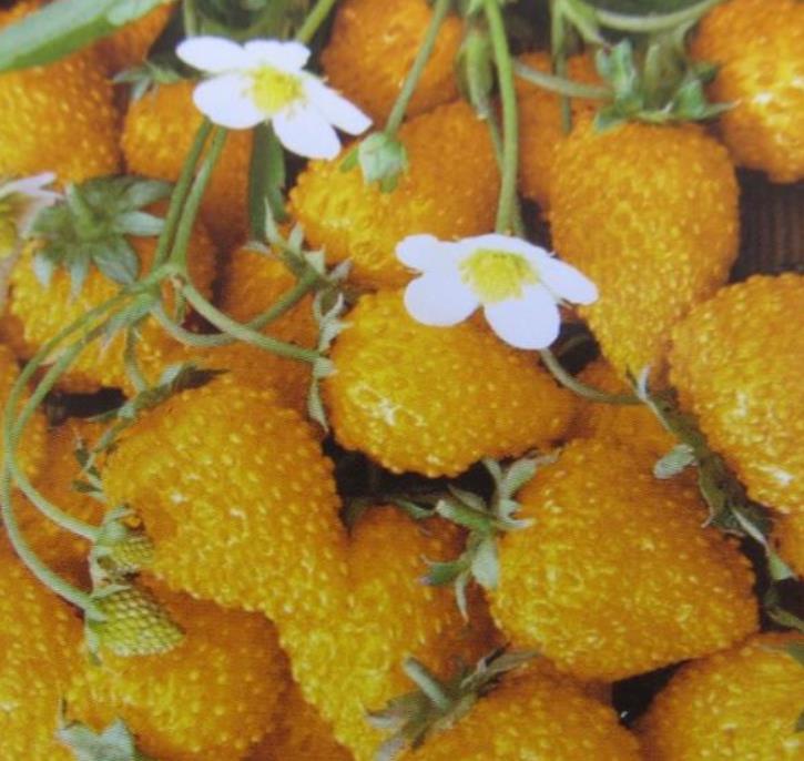 Fragaria vesca Yellow Wonder - Morango Amarelo, Morango Silvestre Amarelo